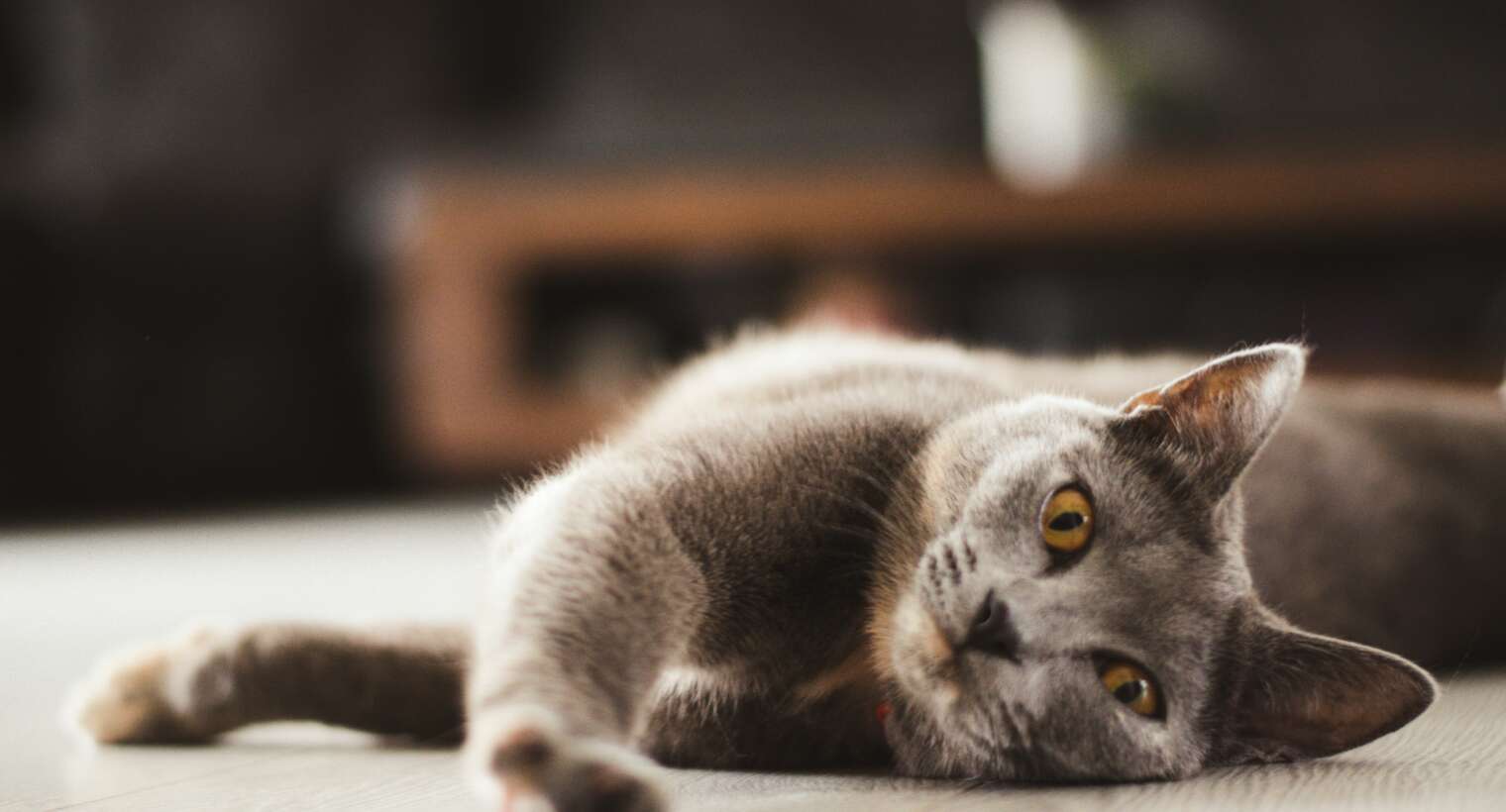 Pet Sitting Near Me Top Quality Pet Sitting