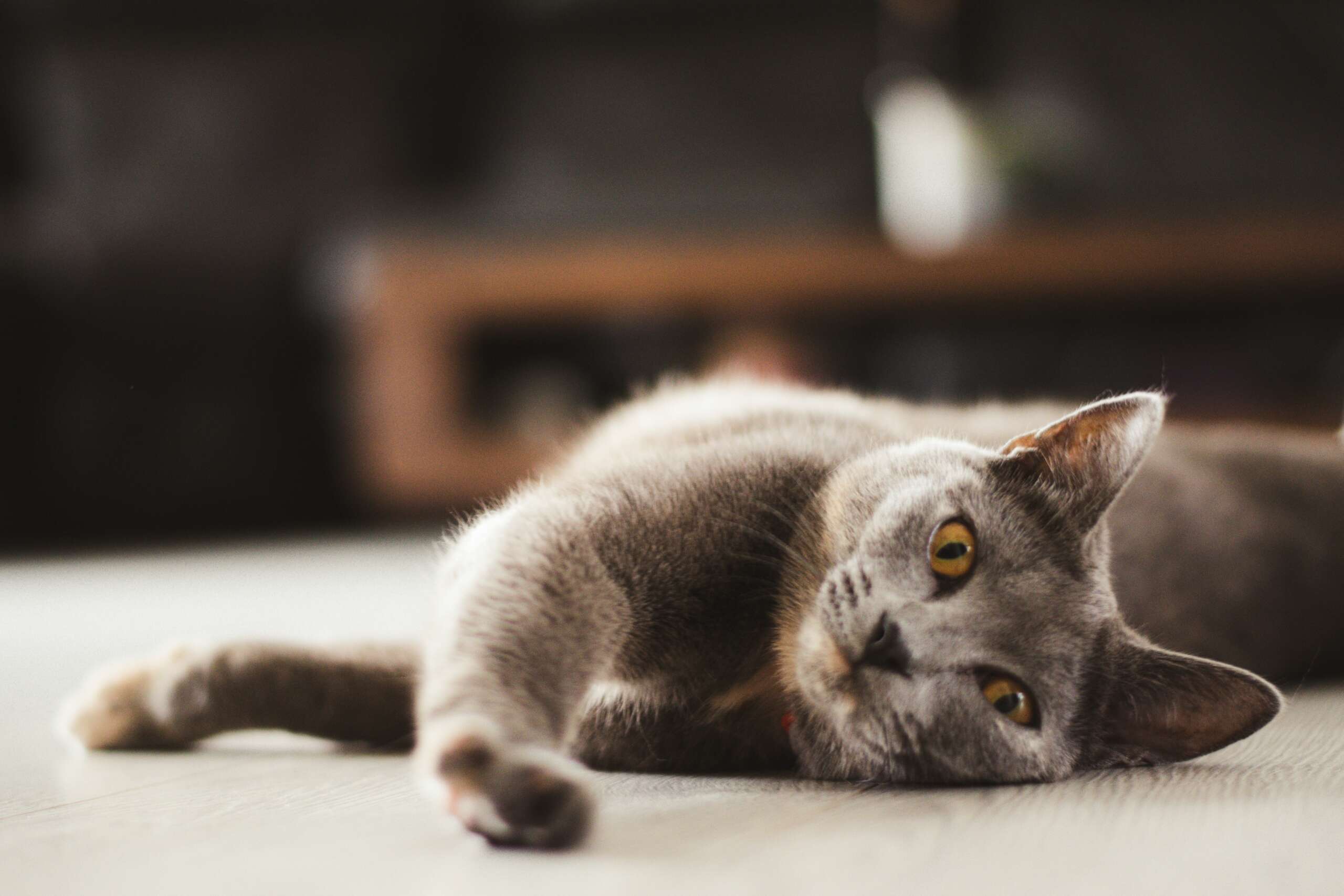 pet-sitting-near-me-top-quality-pet-sitting